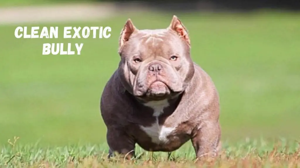 Clean Exotic Bully