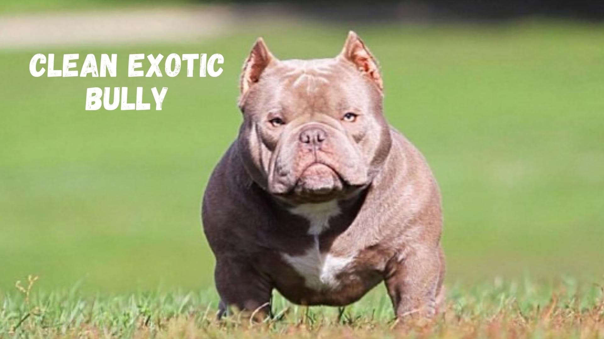 Exotic Bully Dog: Everything You Need To Know About Exotics