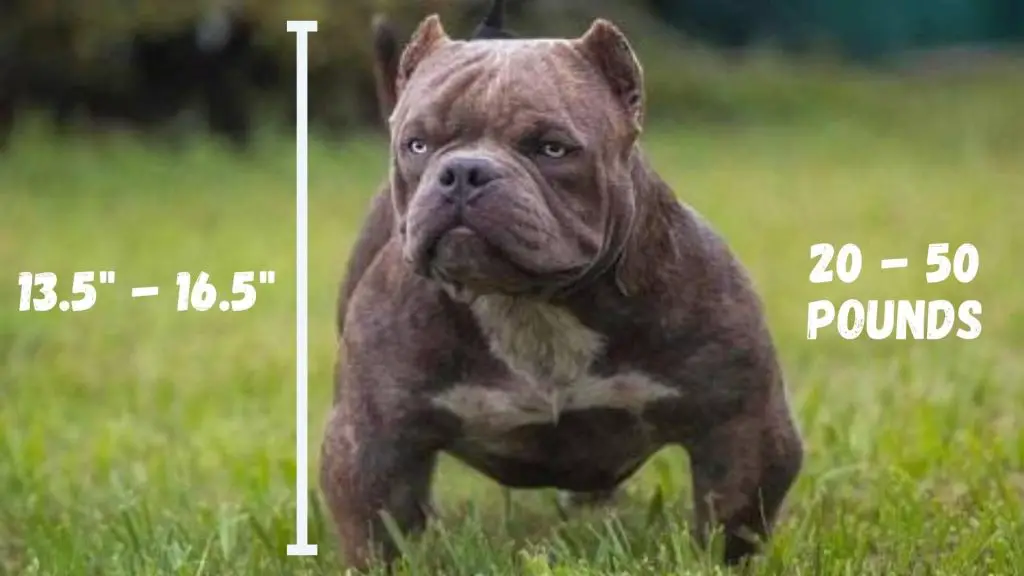 Exotic Bully size