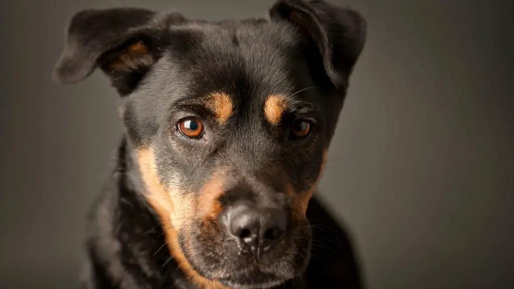 GSD rottweiler pitbul mix