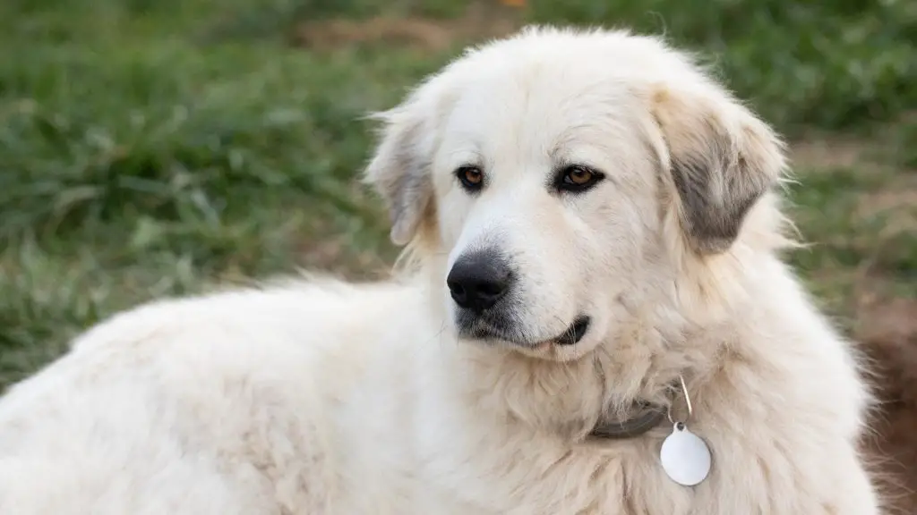 Great pyrenees staring while outside