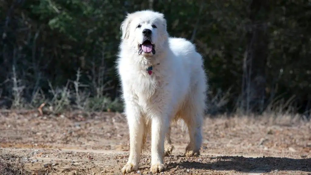 Great Pyrenees standing