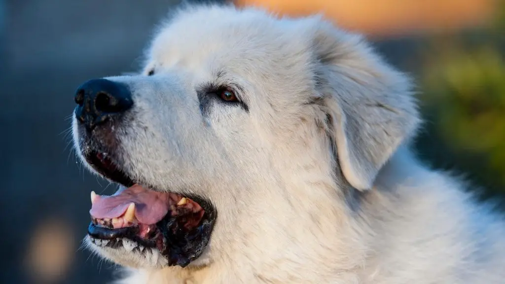 How Do You Discipline A Great Pyrenees