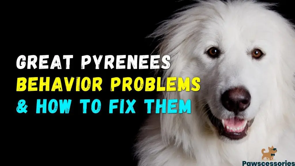 Great Pyrenees Behavior Problems