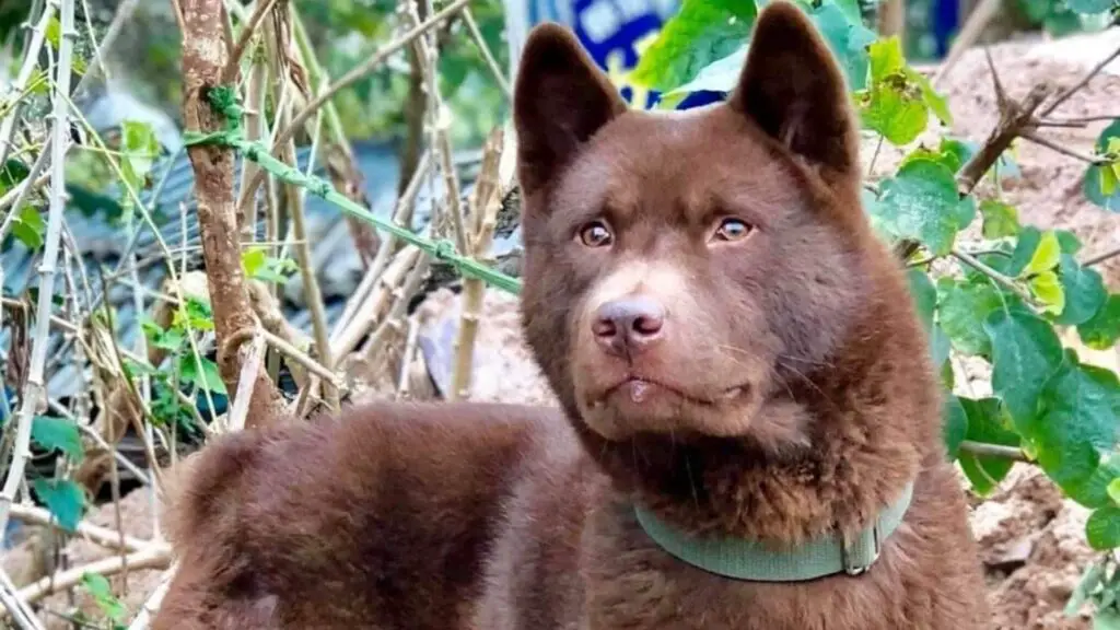 Hmong dog breed