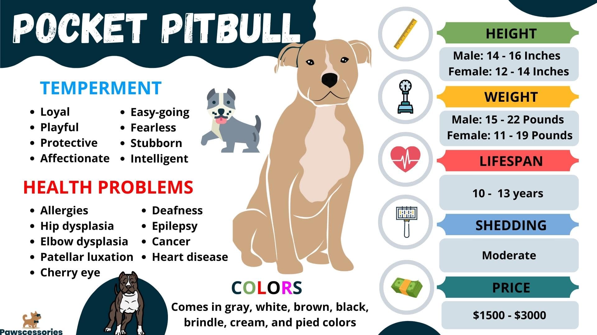 Pocket Pitbull (AKA The Mini Pitbull) All You Need To Know