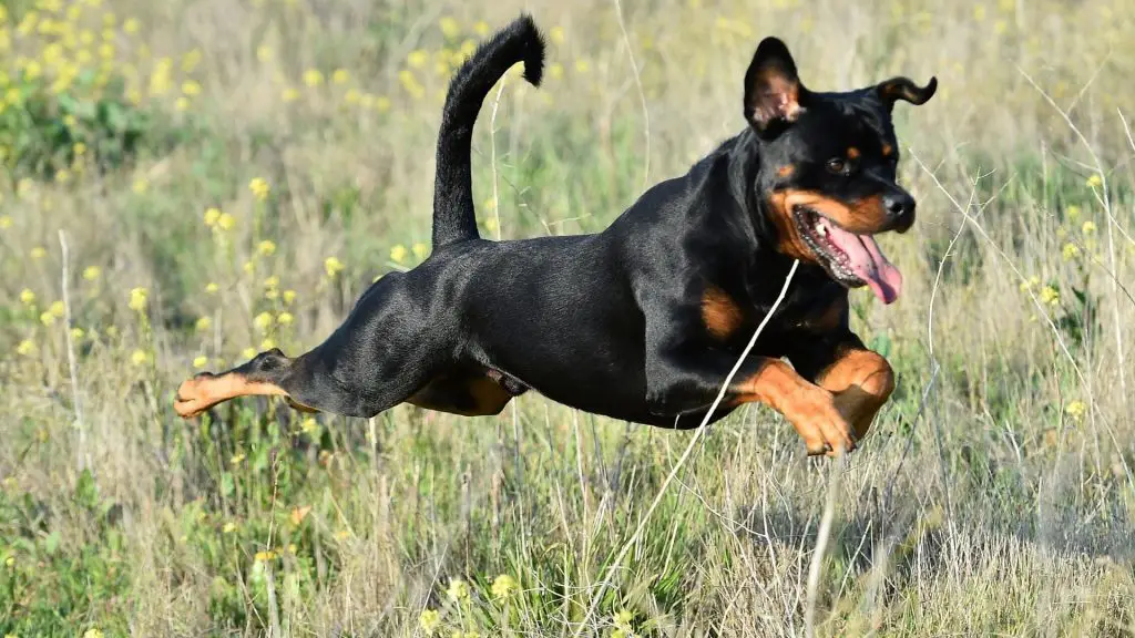 Rottweiler x pitbull x german shepherd mix