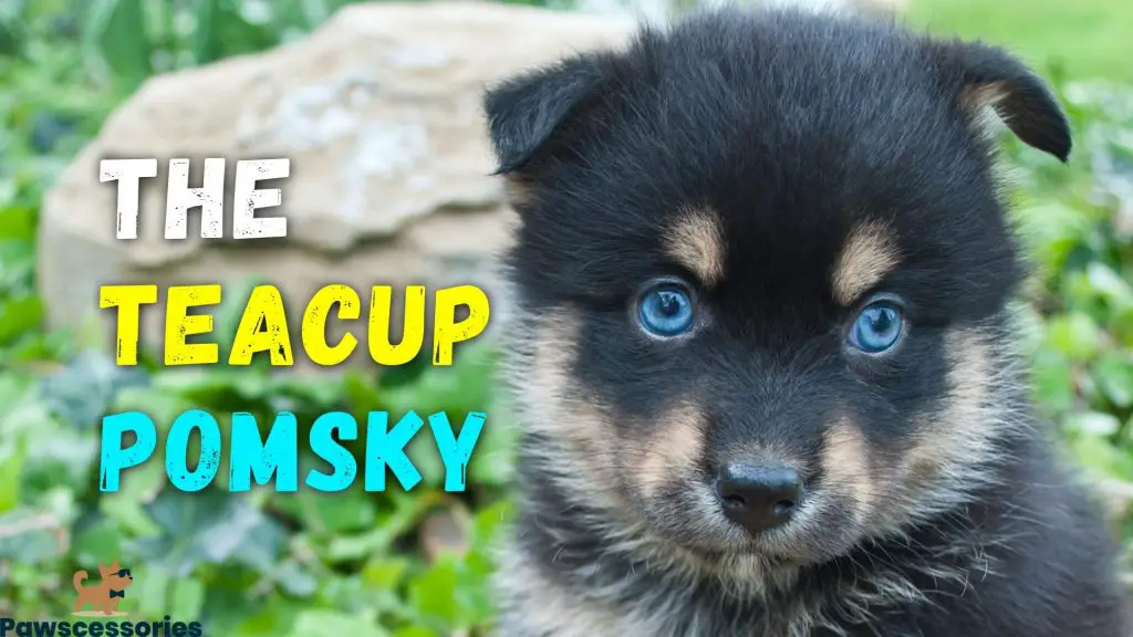 The Teacup Pomsky