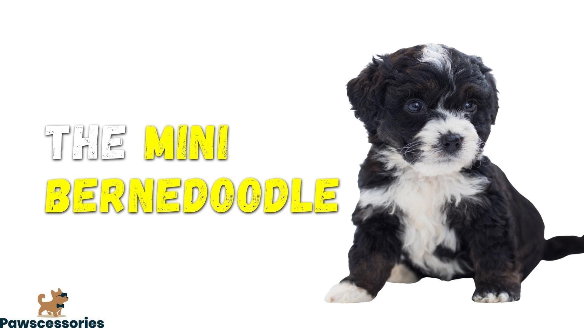 Mini Bernedoodle: Size, Temperament, Price, Shedding, & More