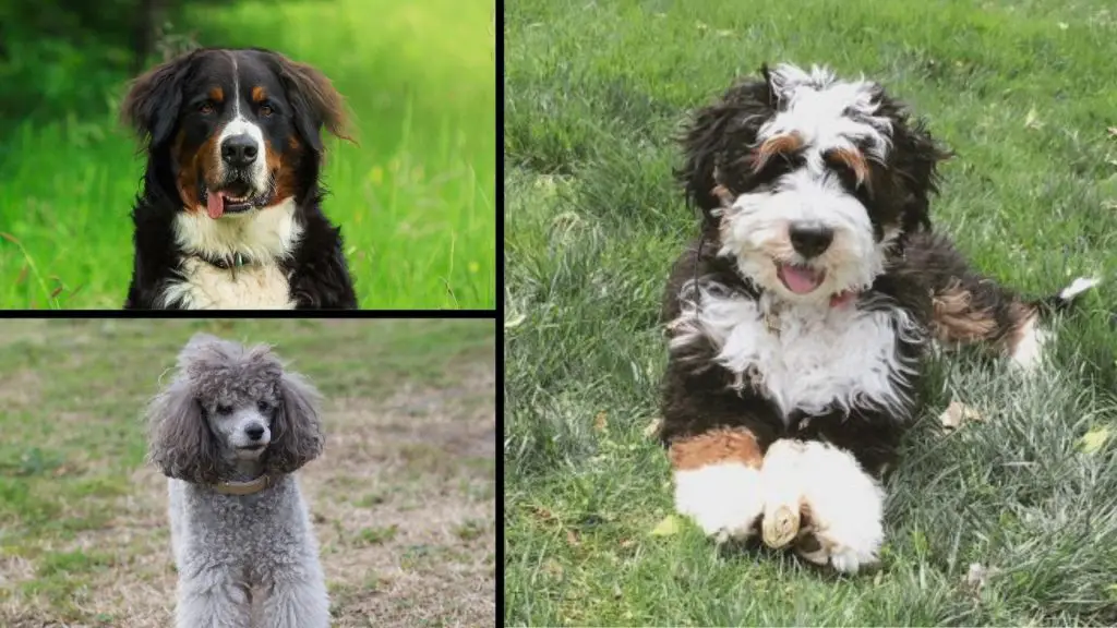 bernese mountain dog and mini poodle mix