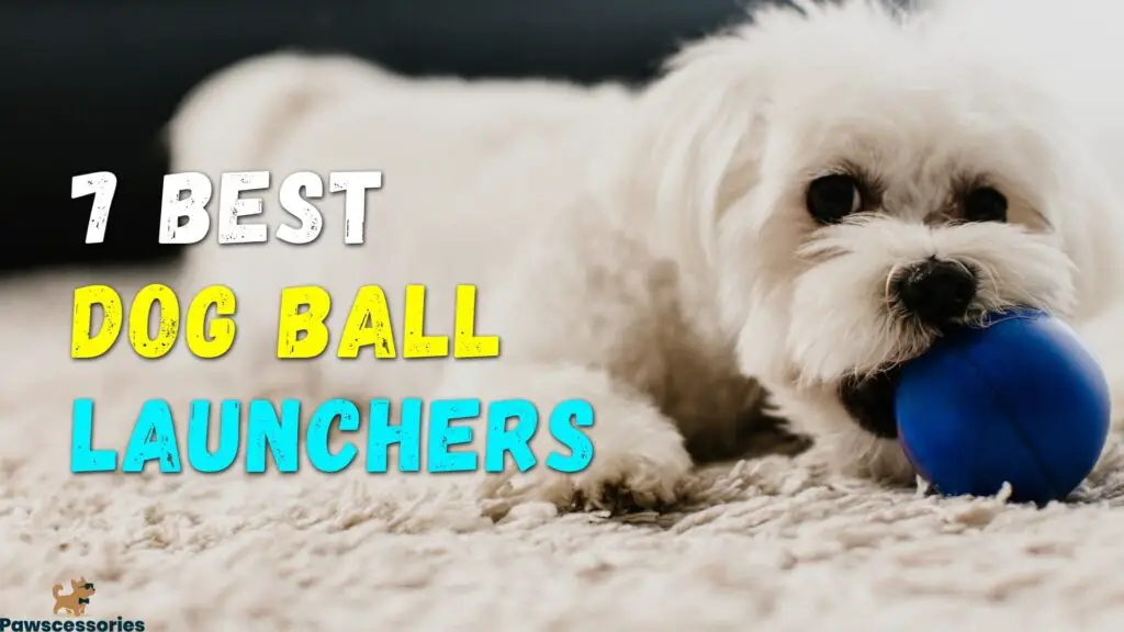 best dog ball launcher
