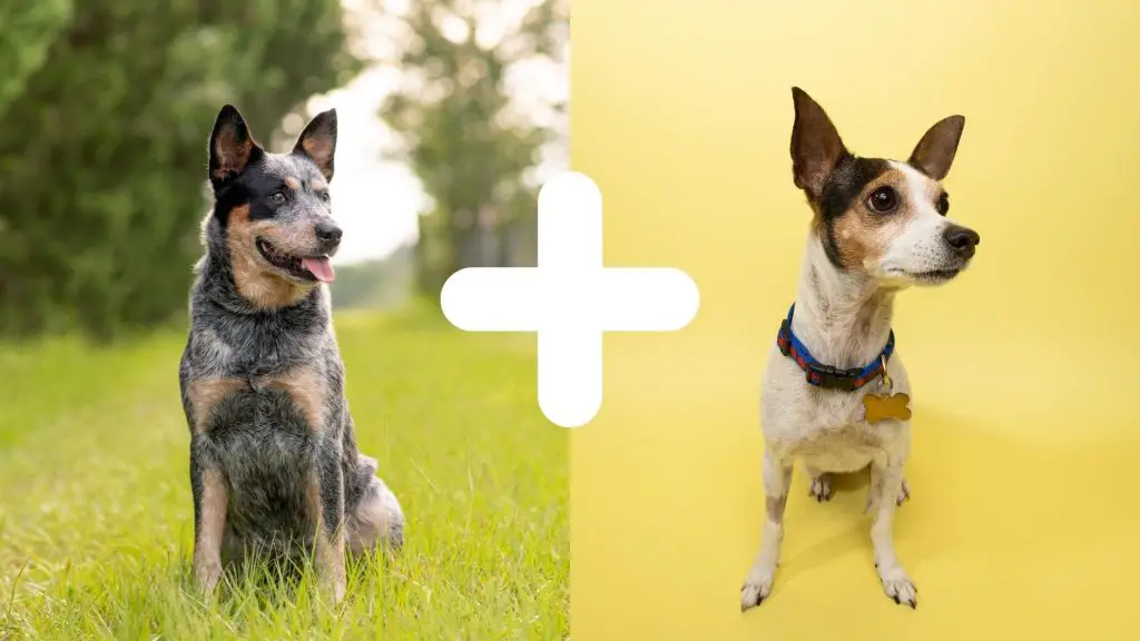 blue heeler rat terrier mix