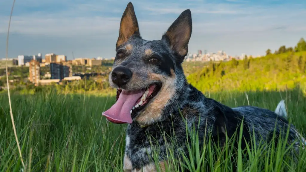 blue heeler rat terrier temperament