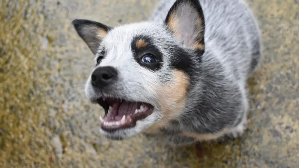 blue heeler x rat terrier price