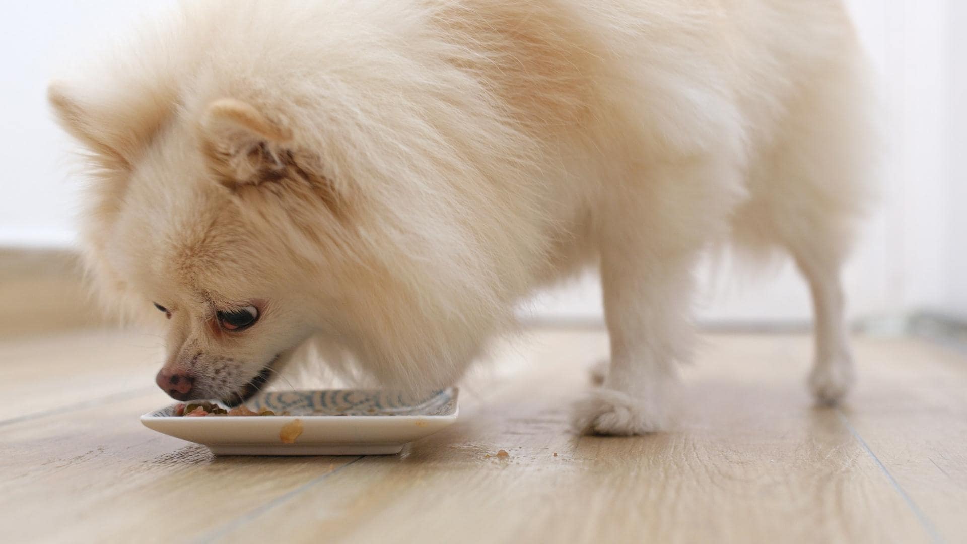 Can Dogs Eat Corn Starch? Benefits & Risks (Vet Answers)