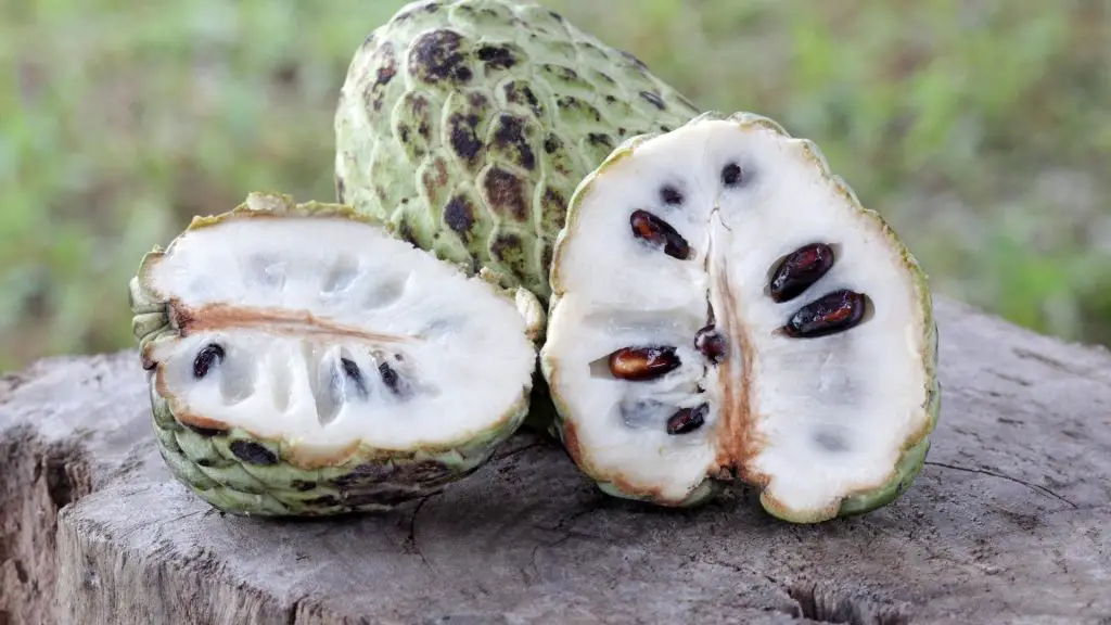 can dogs eat custard apple