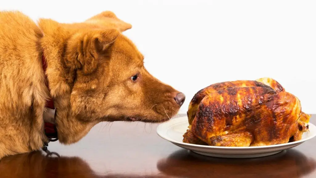 can dogs eat rotisserie chicken