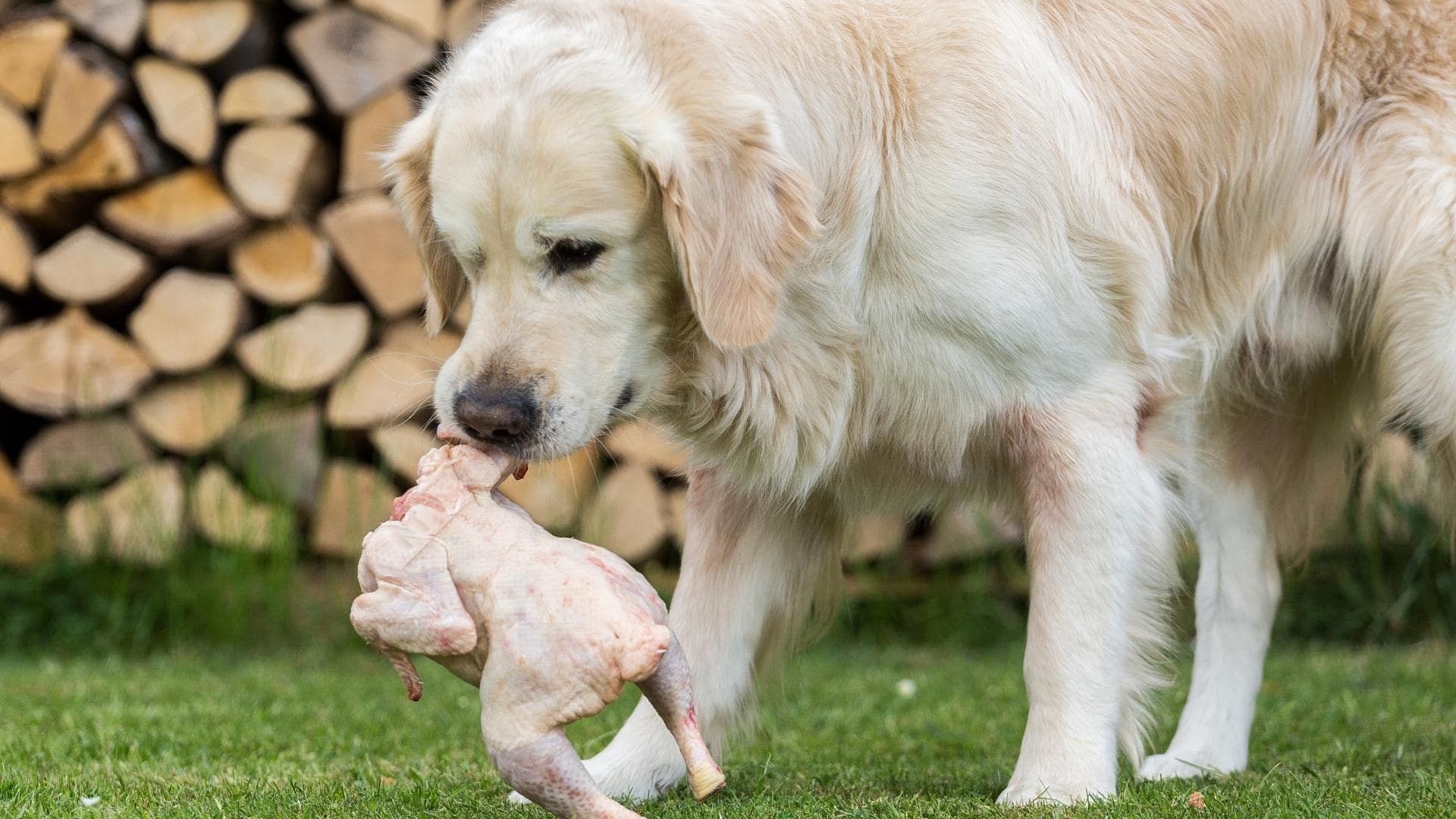 Can Dogs Eat Rotisserie Chicken? 5 Benefits & 3 Dangers