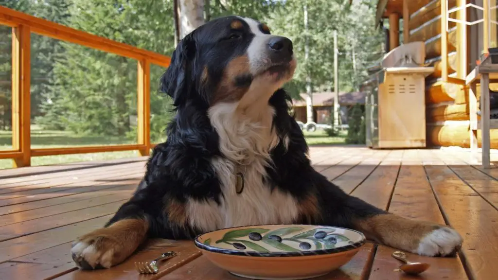 dog ready to eat squid