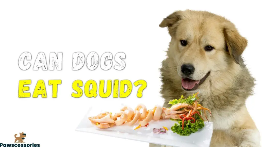 can dogs eat squid