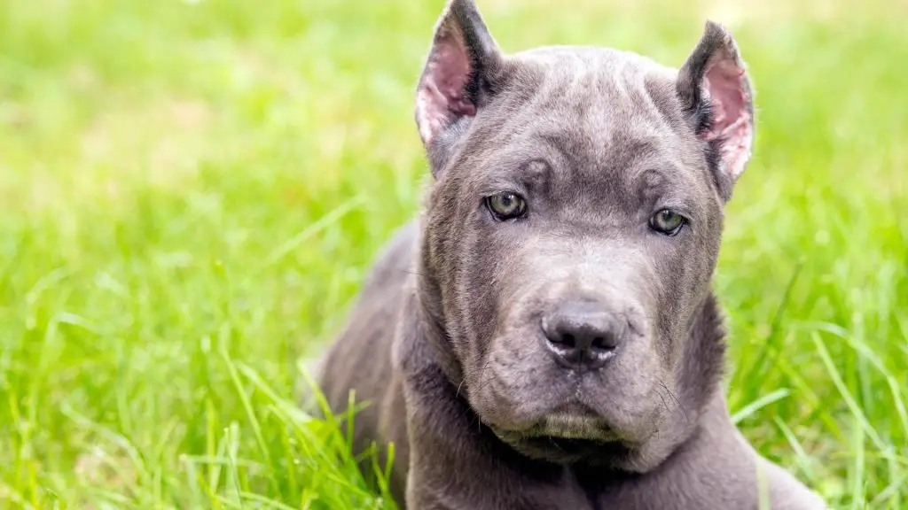 cane corso mastiff puppy