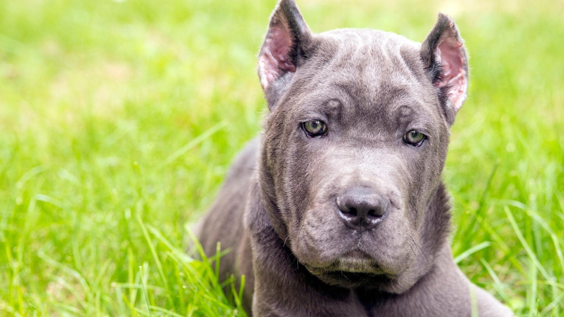 Cane Corso Neapolitan Mastiff Mix Complete Breed Guide