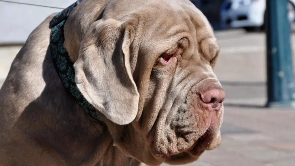 cane corso neopolitan mastiff health conditions