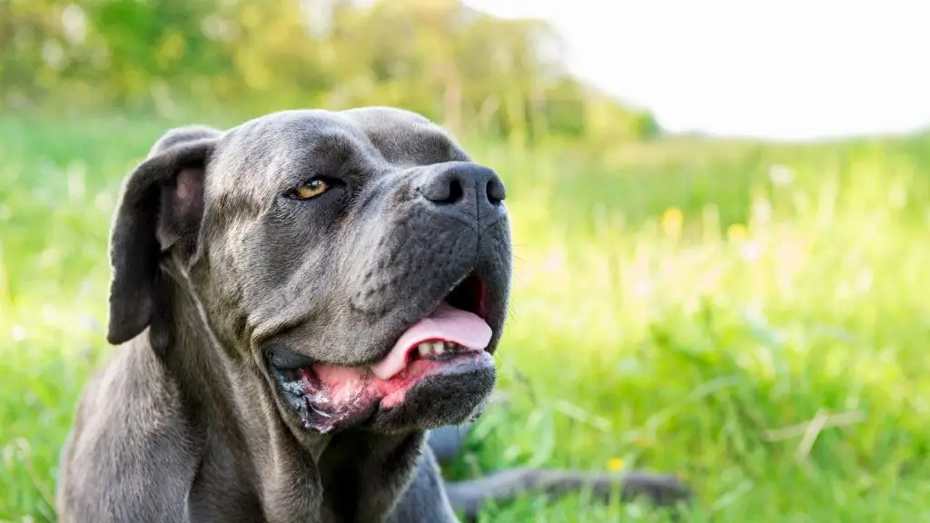 cane corso neopolitan mastiff mix