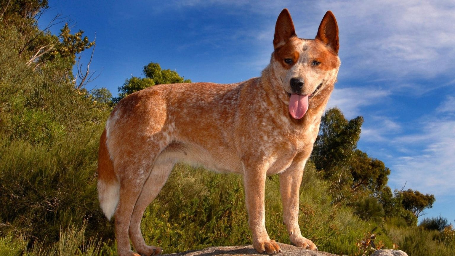The Catahoula Australian Cattle Dog Mix (AKA Catahoula Blue Heeler)