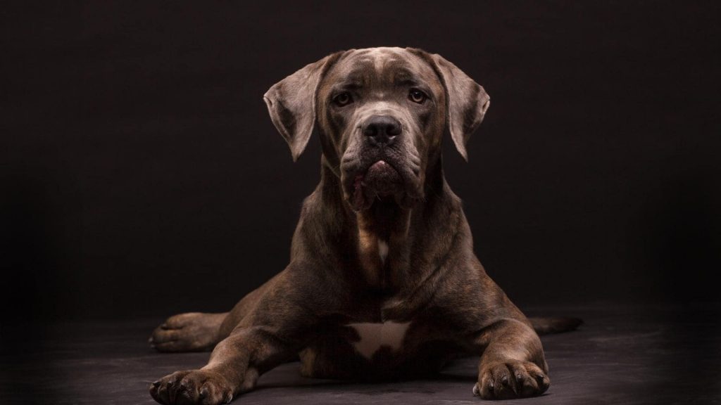 corso neopolitan mastiff mix