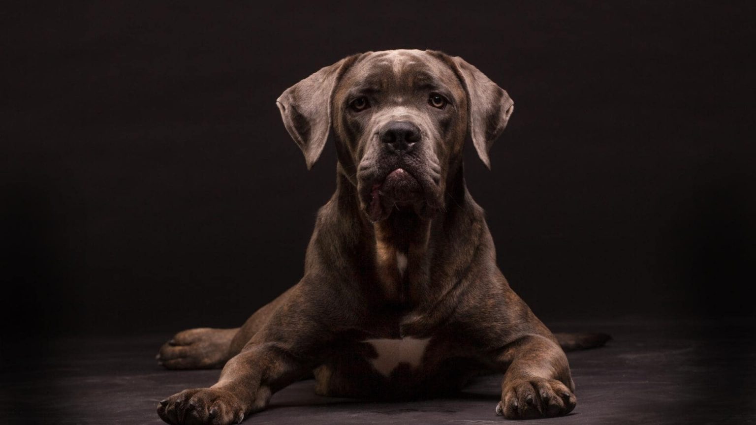 Cane Corso Neapolitan Mastiff Mix: Complete Breed Guide