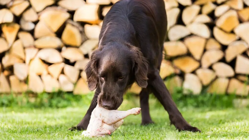 dog eating chicken