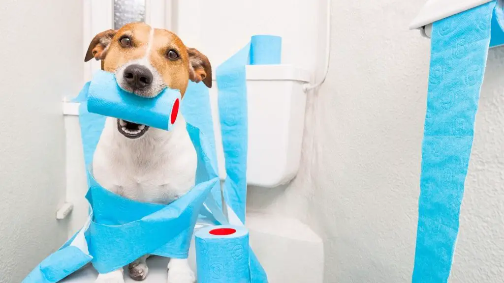 dog in bathroom