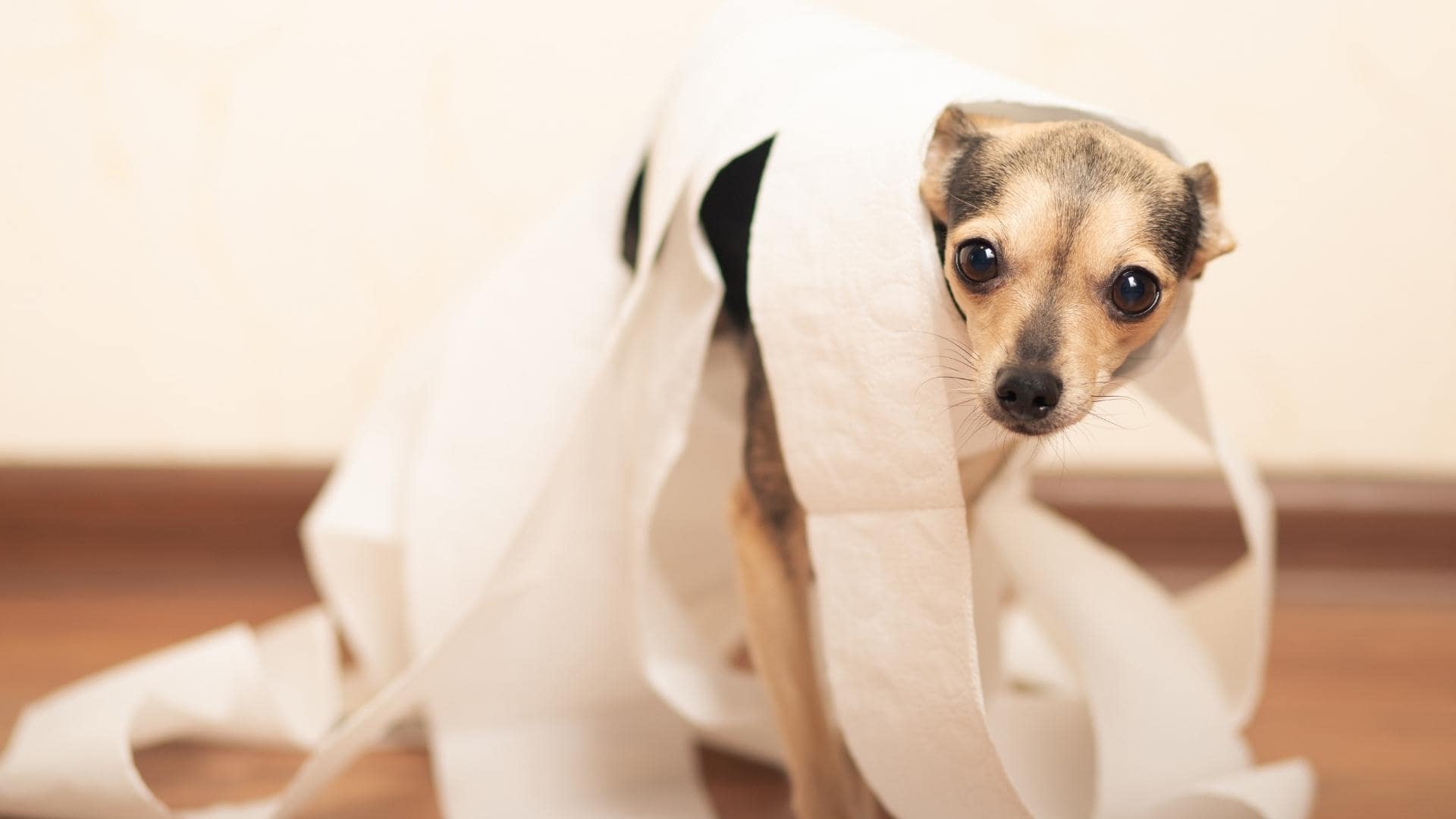 dog tangled in toilet paper