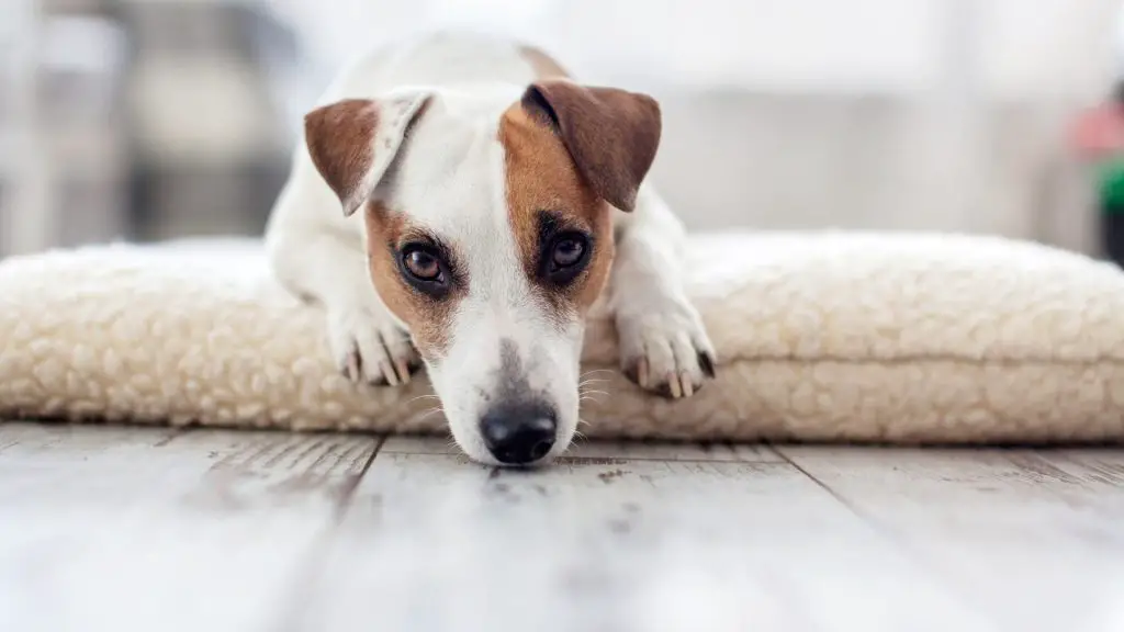 Dog Diarrhea At Night: Why It Happens & What To Do