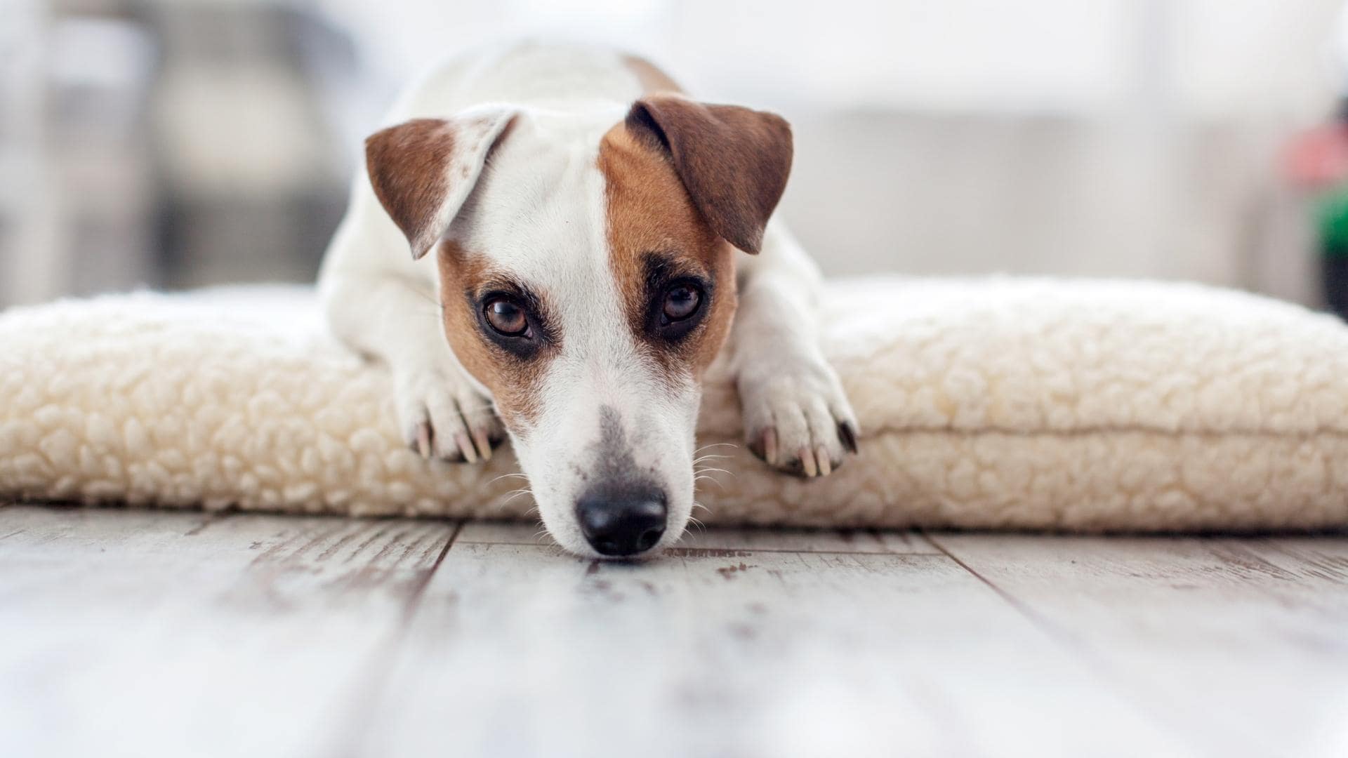 dog-diarrhea-at-night-why-it-happens-what-to-do