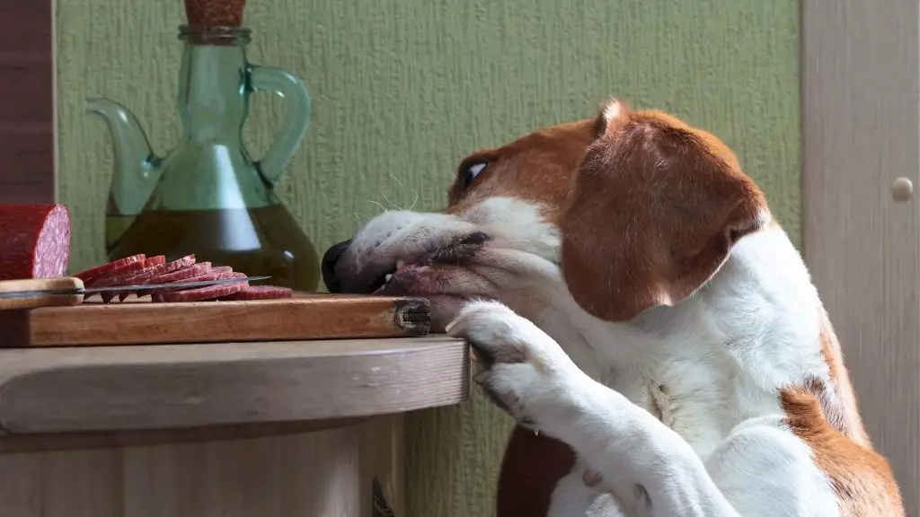 dogs eating food off table