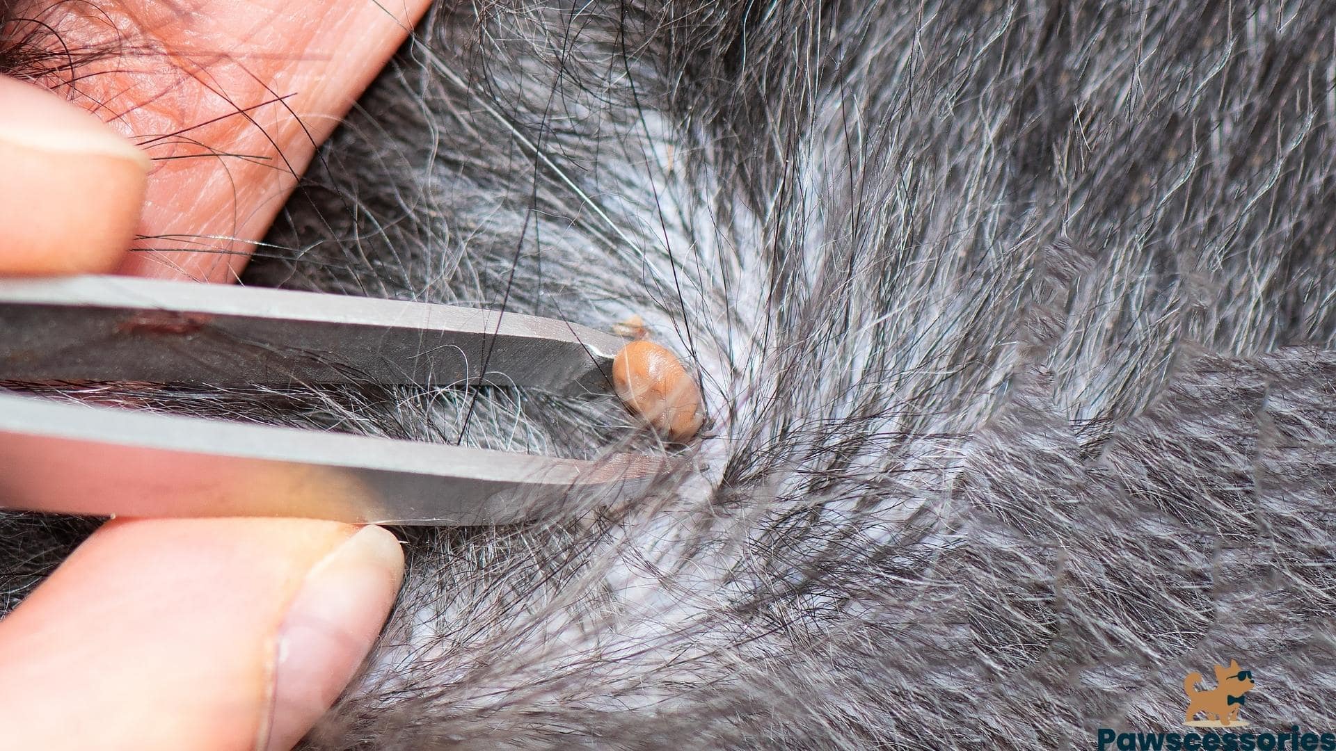 Dried Dead Tick On Dog? What You Need To Do (Vet Answers)