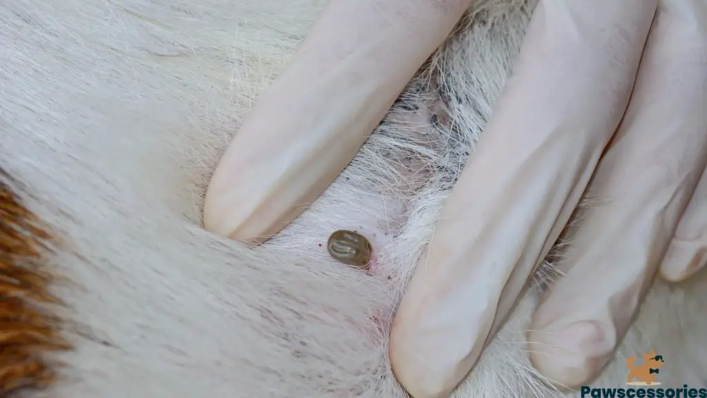 dried dead tick on dog