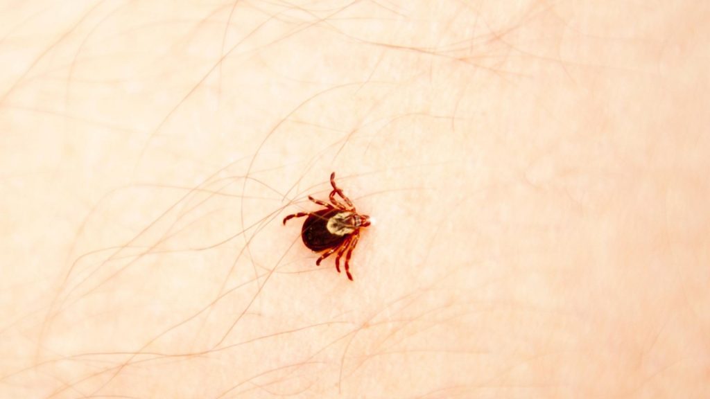 tick on skin