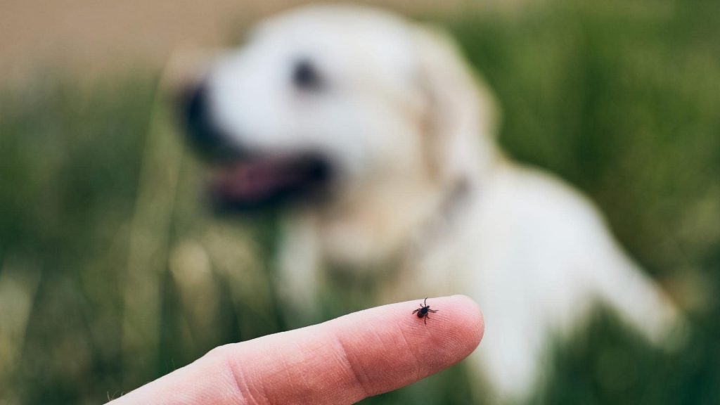 dried dead tick on dog