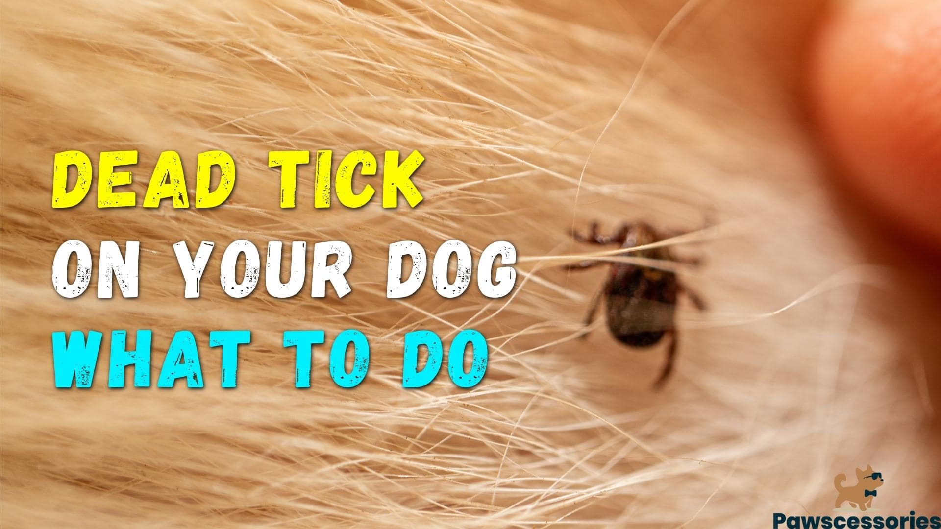 Dried Dead Tick On Dog? What You Need To Do (Vet Answers)