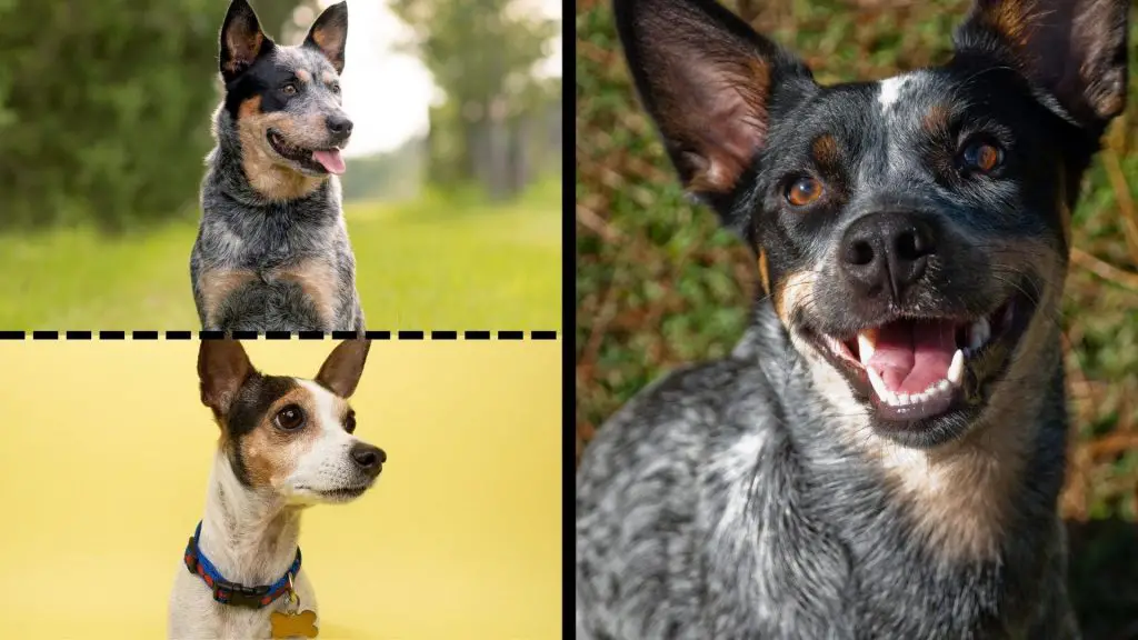 heeler rat terrier