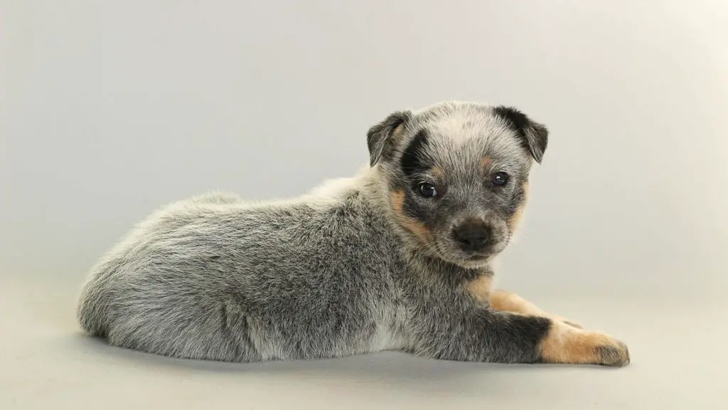 heeler rat terrier pup