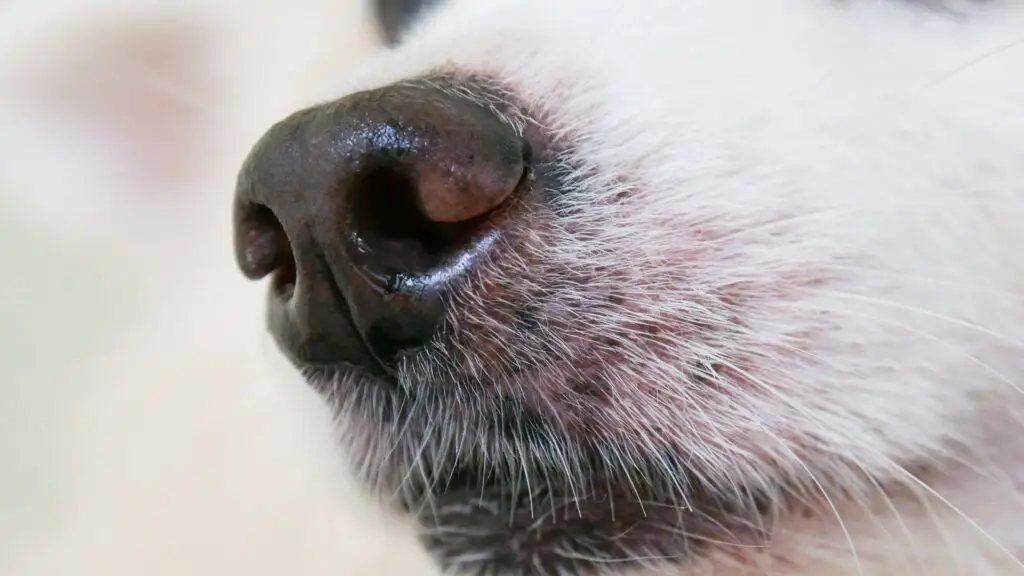 ingrown dog whisker