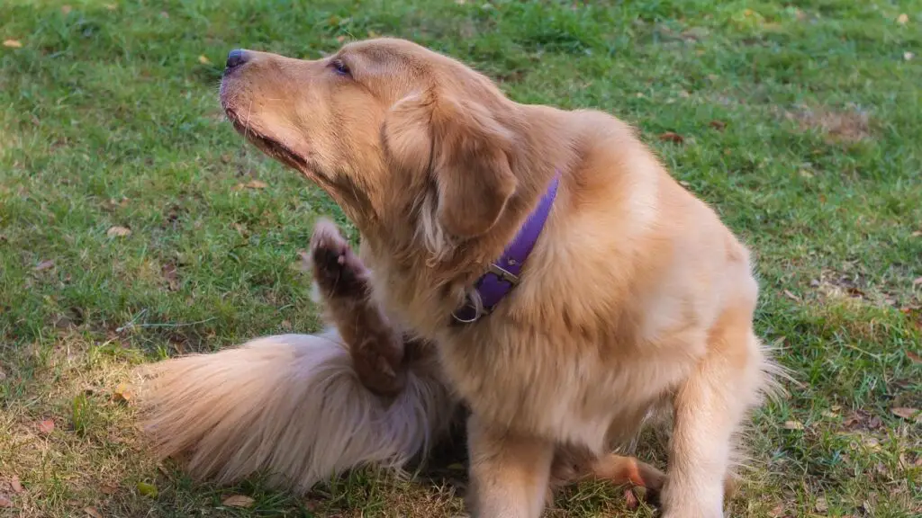 ingrown dog whisker