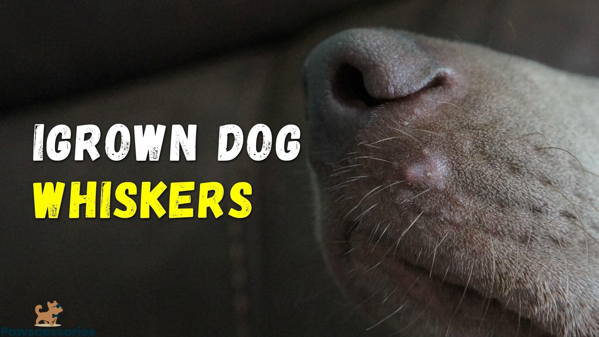 ingrown dog whisker