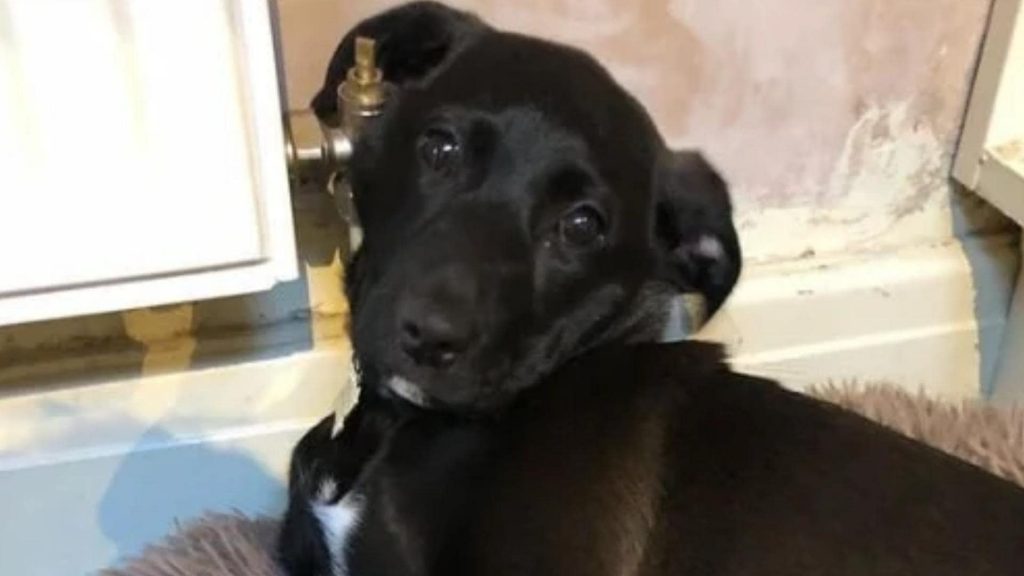 black lab jack russell mix