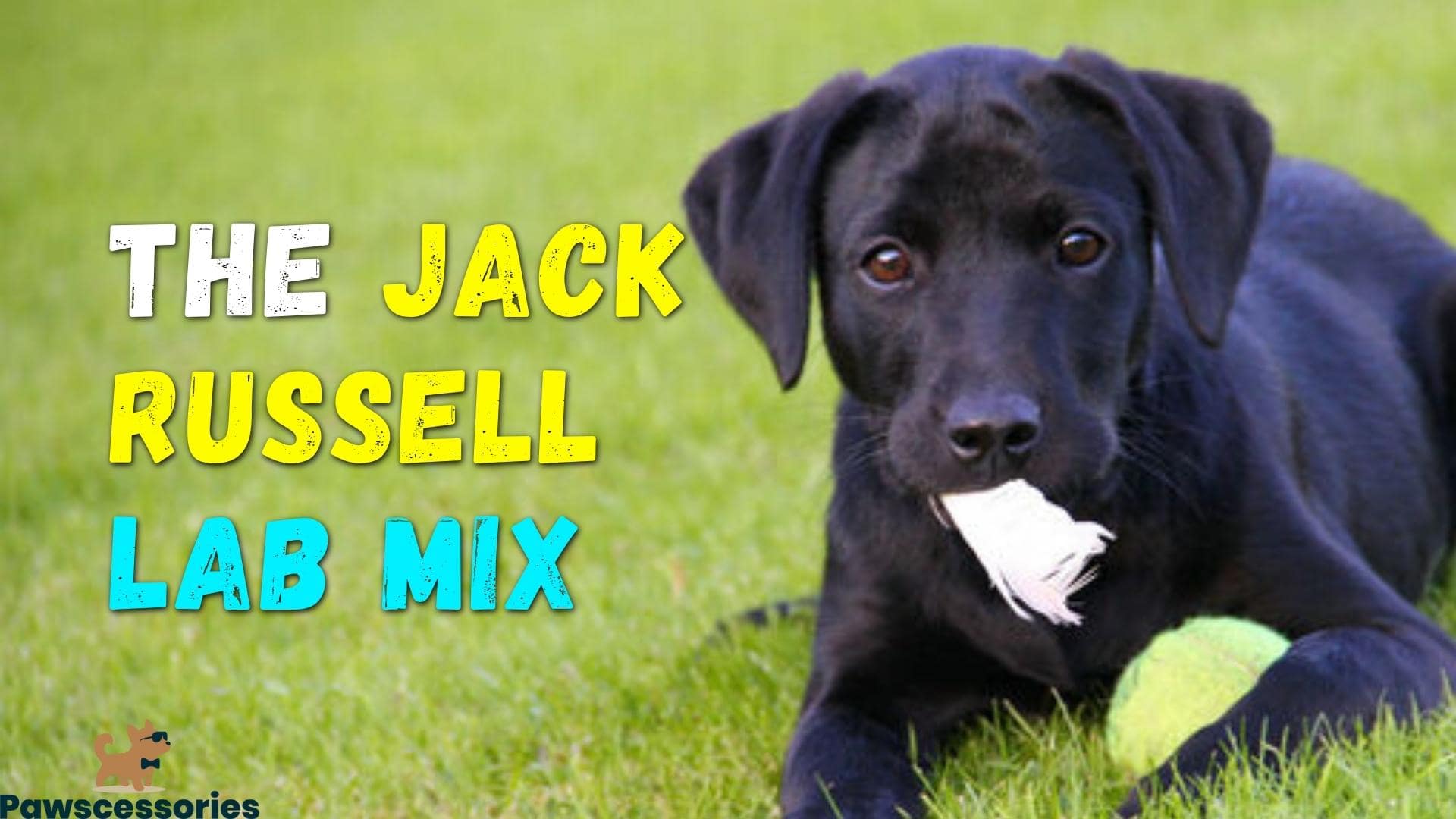 Jack Russell Lab Mix (Jackador): All You Need To Know