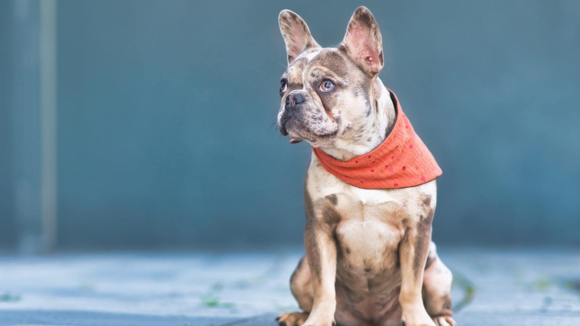 Merle French Bulldog Everything You Need To Know